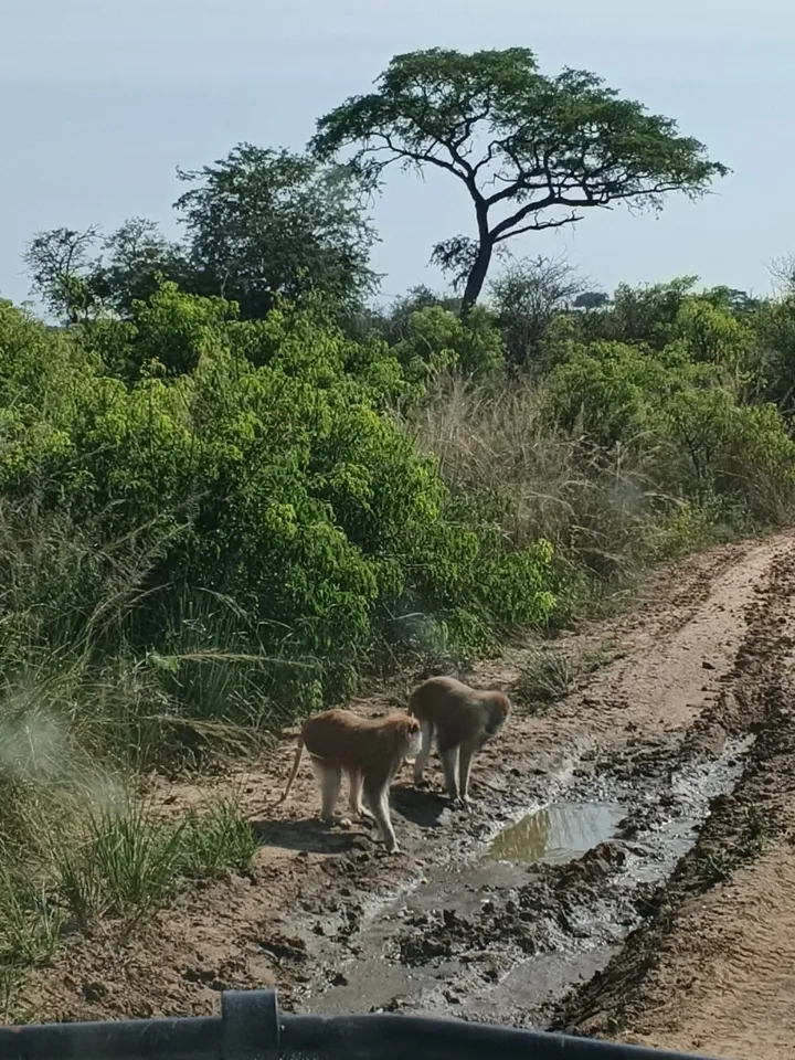 Baboons beside a muddy safari track