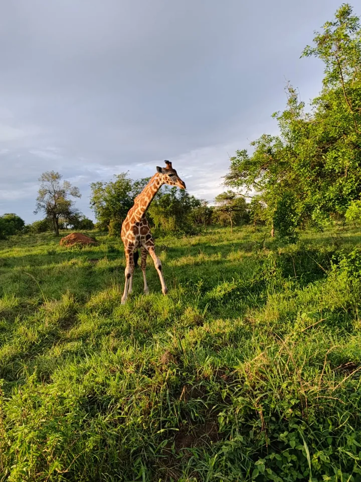 Giraffe standing among green trees and grass