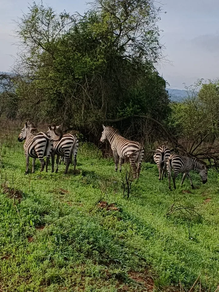 A group of zebras beside leafy woodland