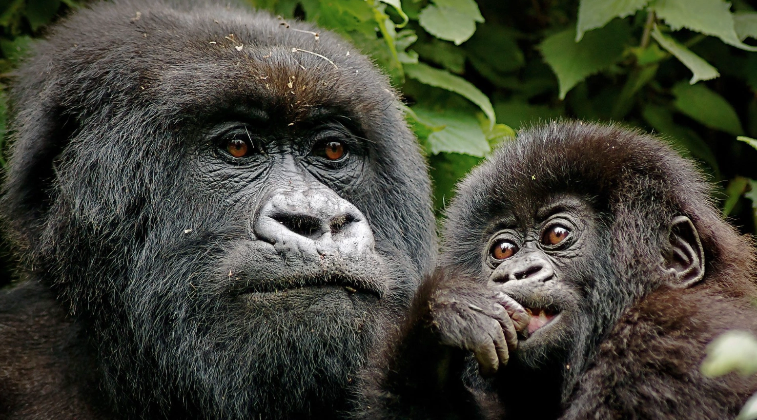 Mountain gorillas in Bwindi forest