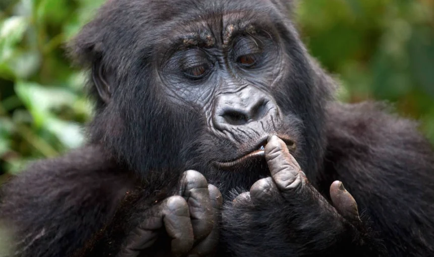 Mountain gorilla in Uganda forest