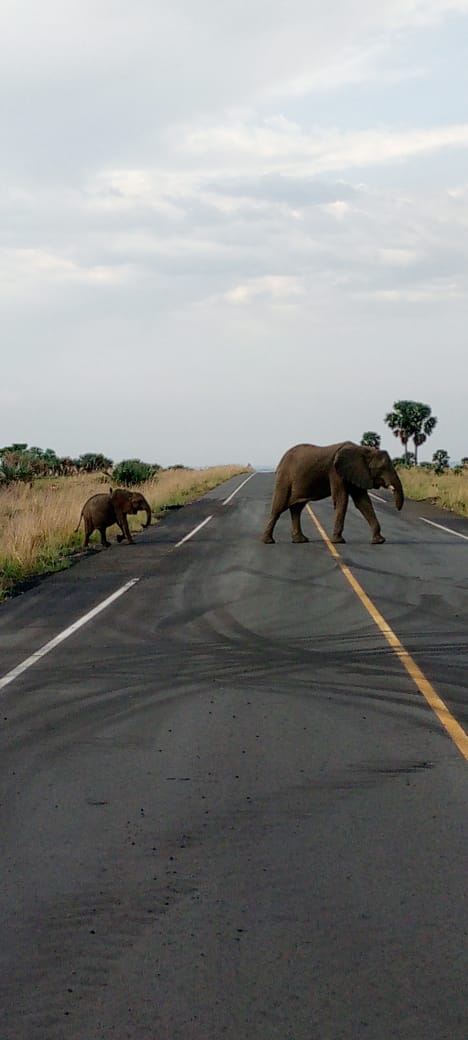 Elephants crossing a park road