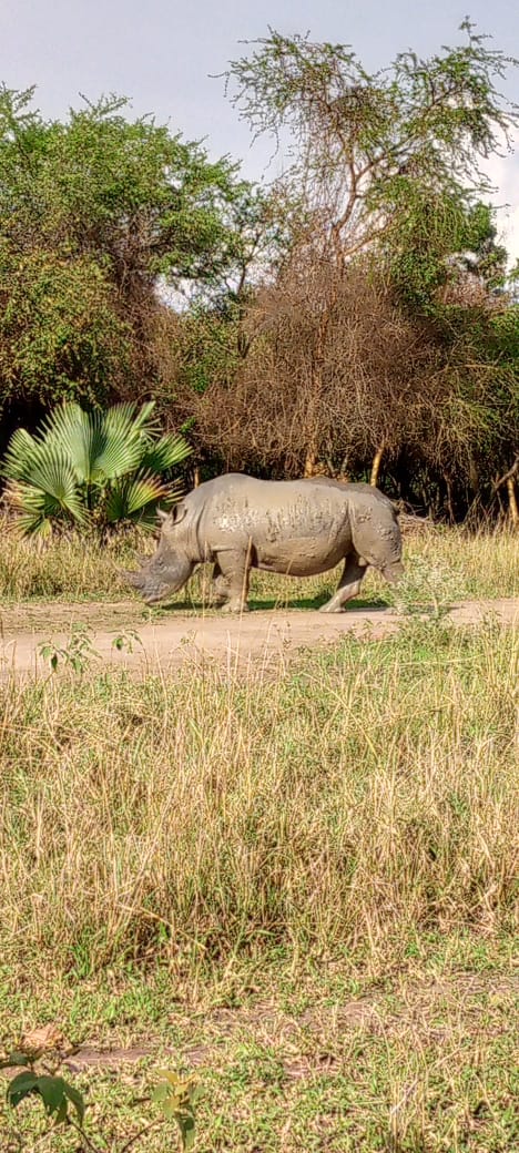 White rhino at Ziwa Rhino Sanctuary