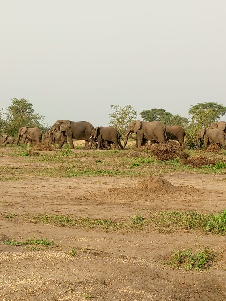 Elephant herd in a Ugandan national park
