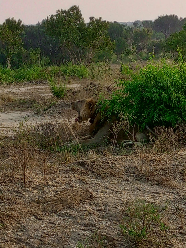 Lion in a remote savannah landscape